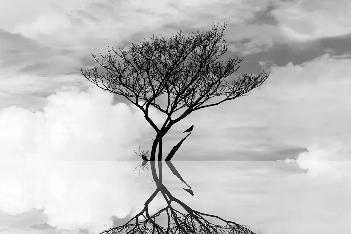 Un albero solitario riflesso nell’acqua immobile, così che i suoi rami diventano radici