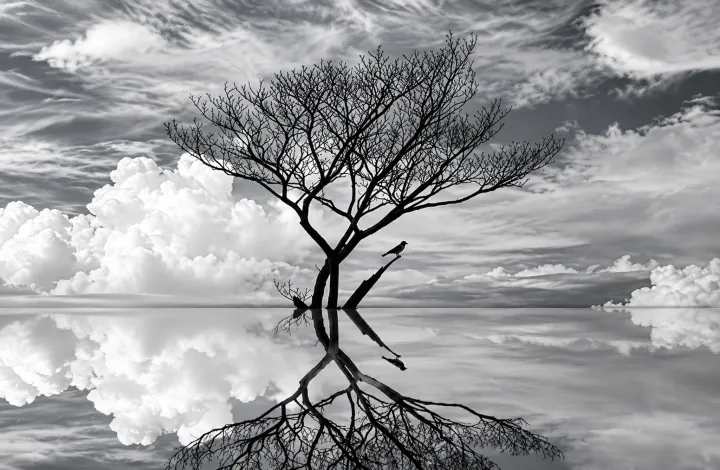 Un albero solitario riflesso nell’acqua immobile, così che i suoi rami diventano radici